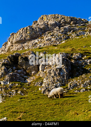 Des moutons paissant sur la Little Orme une pointe de calcaire près de Conwy Llandudno North Wales UK Banque D'Images