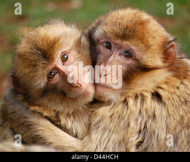Étreindre les singes Banque D'Images