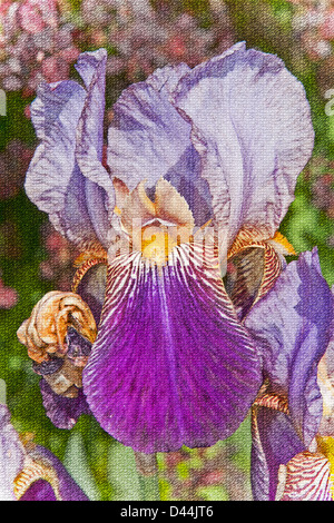 Belle orchid purple iris flower est texturée pour créer un effet artistique dans cette nature floral, sur un plan vertical . Banque D'Images