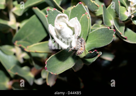 -L'abeille Apis mellifera- sur Catherine wheel pincushion flower- Leucospermum catherinae bud- famille des Protéacées Banque D'Images