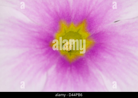 Primula Primula obconica - primrose blanc et rose close up Banque D'Images