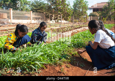 Filles cambodgiennes travaillant dans un jardin scolaire à Banlung, Cambodge Banque D'Images