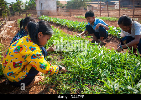 Filles cambodgiennes travaillant dans un jardin scolaire à Banlung, Cambodge Banque D'Images