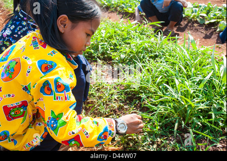 Filles cambodgiennes travaillant dans un jardin scolaire à Banlung, Cambodge Banque D'Images