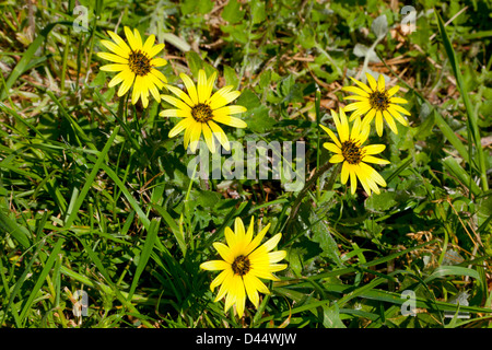 Black Eyed Susan Rudbeckia Fleurs en Nouvelle Zélande Banque D'Images