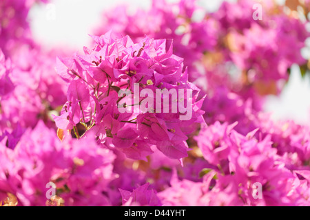 Bougainvillea à Chypre Banque D'Images
