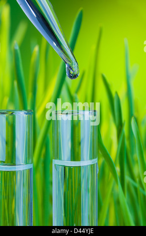 Tubes à essai rempli d'eau propre avec de l'herbe verte du printemps sur le contexte et les nouveau drop de compte-gouttes Banque D'Images