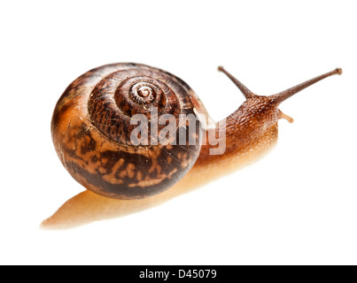 Escargots sur un fond blanc Banque D'Images