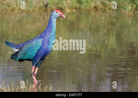 Talève Sultane (Porphyrio porphyrio ou poule d) Banque D'Images