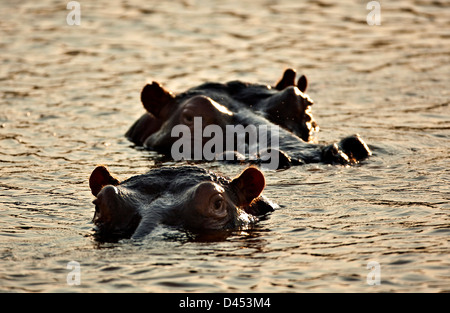 Hippopotamus nager dans l'eau, Phinda Game Reserve, Afrique du Sud Banque D'Images