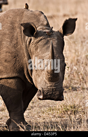 Rhinocéros blancs et d'oiseaux dans la réserve Phinda, Afrique du Sud Banque D'Images