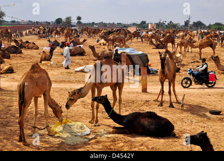 Les chameaux en vente dans un domaine au bétail dans l'ouest de la ville indienne de foire de Nagaur, dans l'état du Rajasthan Banque D'Images