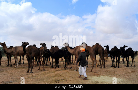 Éleveur de chameaux avec ses chameaux à une foire de bétail dans l'ouest de la ville indienne de Nagaur, au Rajasthan State Banque D'Images
