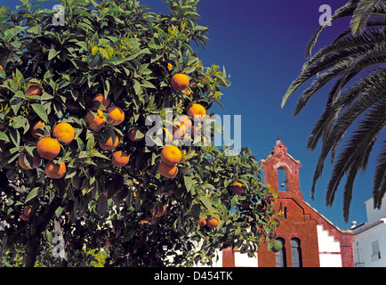 Des oranges sur l'arbre en face de l'église de San Roque, dans la montagne village de Torrox, près de Nerja, Málaga, Andalousie, Espagne Banque D'Images