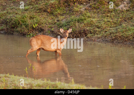 Cerf des marais dans la rivière. Banque D'Images