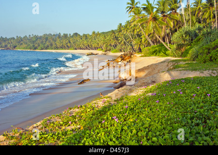Lever du soleil et le matin tôt SUR UNE PLAGE TROPICALE DANS LE SUD DU SRI LANKA Banque D'Images