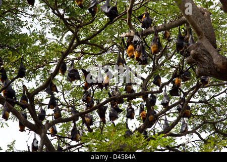 Des centaines de renards volants se percher SUR LES BRANCHES DES ARBRES PENDANT LES HEURES DU JOUR DU SUD DU SRI LANKA Banque D'Images