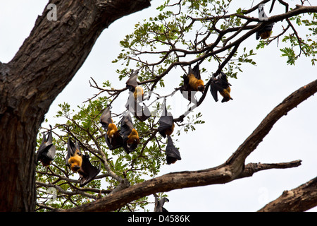 Des centaines de renards volants se percher DANS LES ARBRES PENDANT LES HEURES DE JOUR AU SRI LANKA Banque D'Images