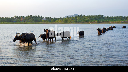 Le buffle d'EAU DANS UN LAC AU COUCHER DU SOLEIL DU SUD DU SRI LANKA AVEC BOEUFS SUR LEUR DOS Banque D'Images