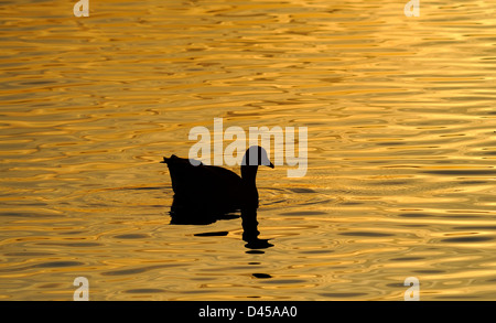 Silhouette et contours d'une oie piscine sur un lac au coucher du soleil, rendant le lac de couleur dorée. Banque D'Images