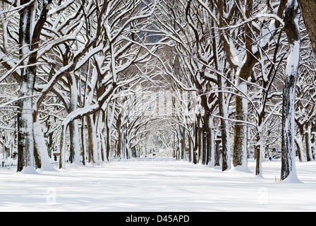 Central Park après tempête près du Mall, New York City. Banque D'Images