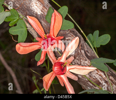 Deux spectaculaires fleurs rouge saumon et le feuillage de Passiflora aurantia passiflore indigènes australiens - - escalade sur le tronc de l'arbre Banque D'Images