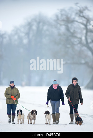 Trois jeunes gens l'exercice de leurs chiens dans le parc de badminton, Gloucestershire UK Banque D'Images