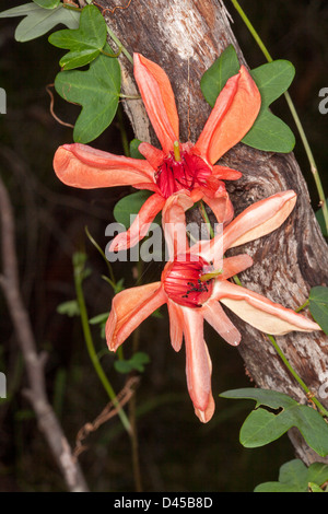 Deux spectaculaires fleurs rouge saumon et le feuillage de Passiflora aurantia passiflore indigènes australiens - - escalade sur le tronc de l'arbre Banque D'Images