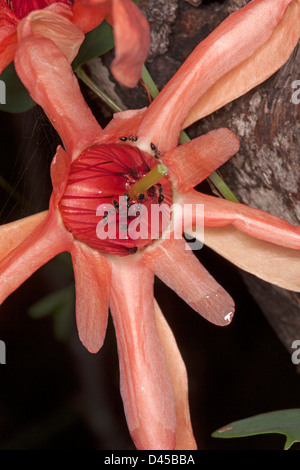 Close up of salmon fleur rouge de Passiflora aurantia passiflore indigènes australiens - - avec les fourmis se nourrissant de nectar Banque D'Images