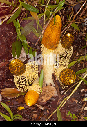 Groupe de champignons orange avec lacy 'skirts' - multicolore - phalle impudique Phallus entre les feuilles tombées sur le sol forestier Banque D'Images