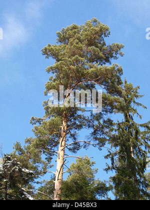 Le pin sylvestre / Pinus silvestris / Wald-Kiefer Banque D'Images