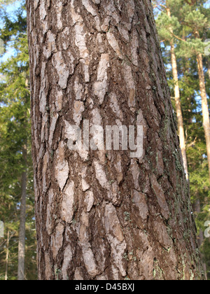 Tronc à l'écorce du pin sylvestre / Pinus silvestris / Stamm mit Rinde von Wald-Kiefer Banque D'Images