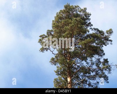 Le pin sylvestre / Pinus silvestris / Wald-Kiefer Banque D'Images