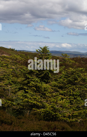 Les jeunes arbres de pin sylvestre bois rebelles dans Idrigill Point Brisbane Duirinish Ile de Skye en Ecosse Banque D'Images