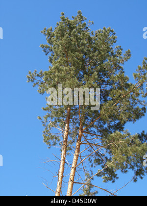 Le pin sylvestre / Pinus silvestris / Wald-Kiefer Banque D'Images