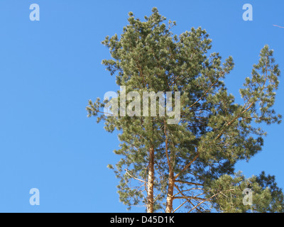 Le pin sylvestre / Pinus silvestris / Wald-Kiefer Banque D'Images