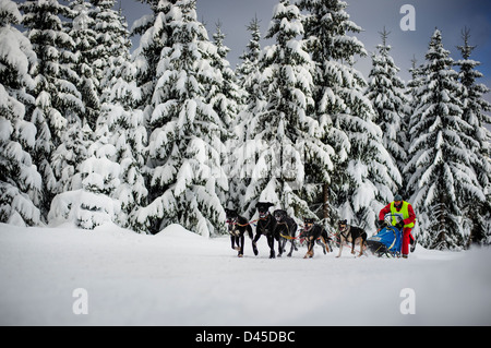 Un chien de traîneau de course de l'équipe participant à la frontière 2013 Izery Rush la concurrence dans les montagnes, la Pologne. Banque D'Images