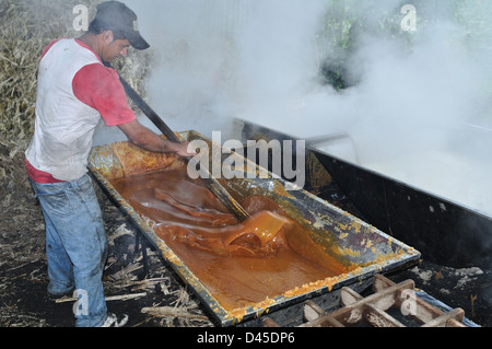 La canne à sucre panela ( ) à ISNOS San Agustin ( ). Département de Huila. Colombie Banque D'Images