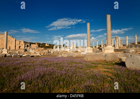 Domaine de la lavande sauvage dans les ruines de l'Agora de Perge Turquie avec colonnes et tour hellénistique et de la lune Banque D'Images