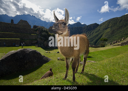 Le lama (Lama glama) dans les ruines de Machu Picchu, Aguas Calientes, Pérou Banque D'Images