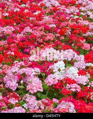 Géraniums roses et rouges pour un floral background Banque D'Images