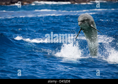 Grand dauphin, Tursiops truncatus, a été photographié à un spectacle de dauphins en captivité à Hawaii et puis relâché. numériquement Banque D'Images