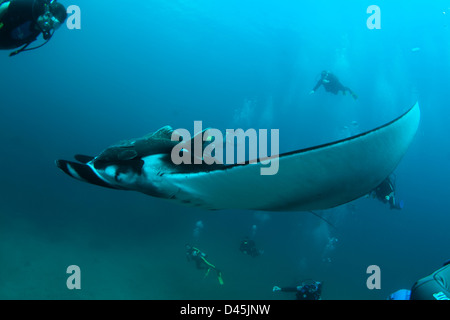 Manta (manta birostris) natation avec divers à la Laje de Santos marine state park à São Paulo, la rive sud-est du Brésil Banque D'Images