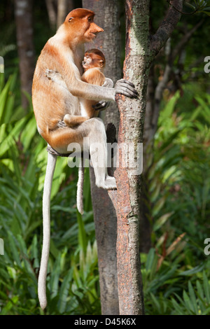 Femme Proboscis Monkey tenant son bébé endormi (Nasalis larvatus) dans la forêt malaisienne, Bornéo Banque D'Images