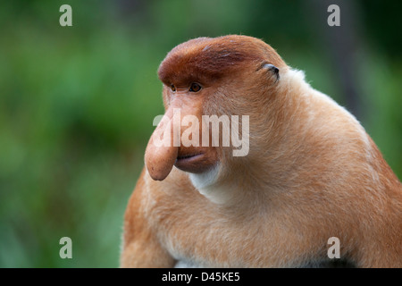 Proboscis Monkey homme dominant (Nasalis larvatus) Banque D'Images