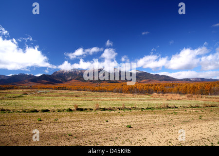 Mt. Yatsugatake avec mélèze japonais forêt en automne, Nagano, Japon Banque D'Images