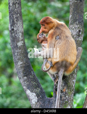 Mère tenant le jeune bébé Proboscis Monkey (Nasalis larvatus) dans l'arbre, mangeant le concombre de nourriture supplémentaire nécessaire en raison de la perte de l'habitat. Bornéo Banque D'Images