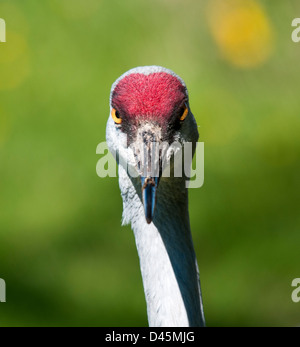 Grue du Canada (Grus canadensis) Portrait Banque D'Images