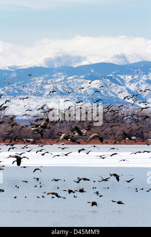 Migration des bernaches du Canada à Barr Lake State Park, Colorado. Banque D'Images