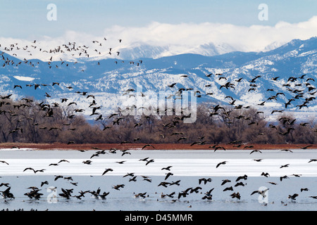 Migration des bernaches du Canada à Barr Lake State Park, Colorado. Banque D'Images